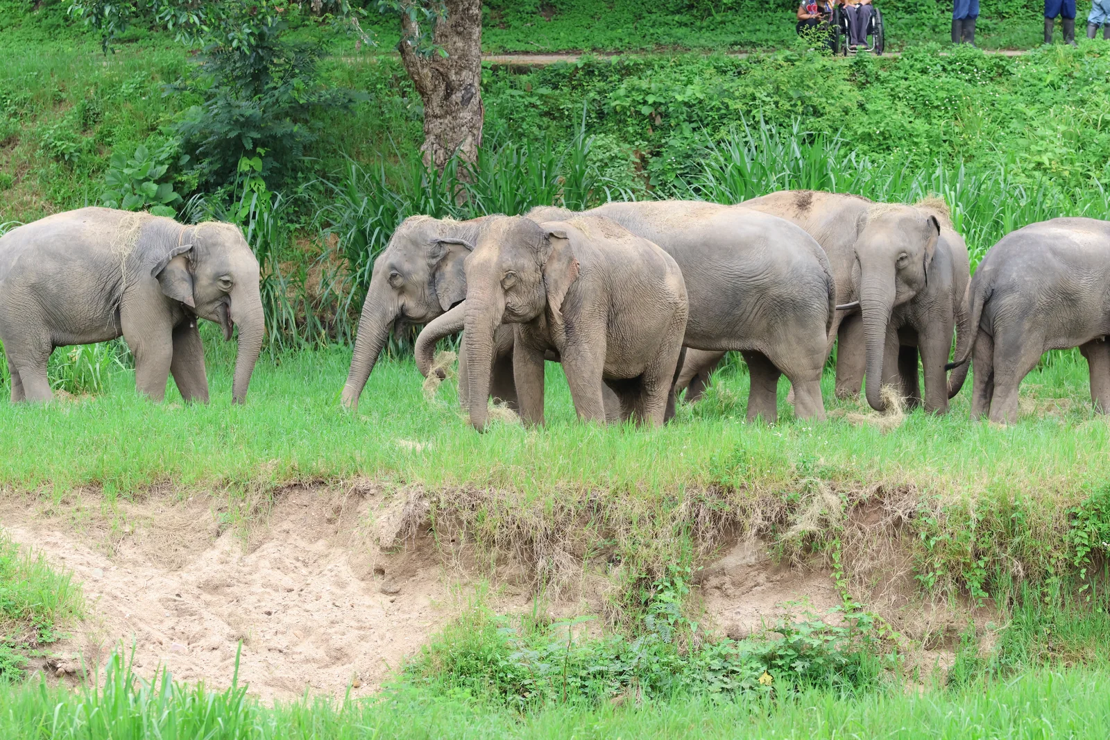 Warmth of the Sanctuary Herd