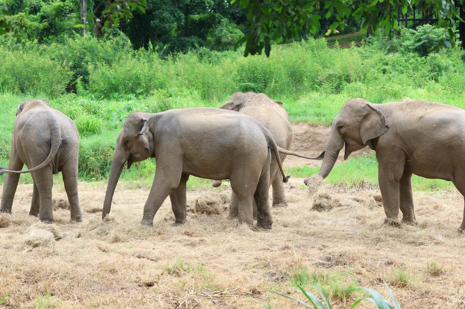 Playful Moments & Joyful Bonds