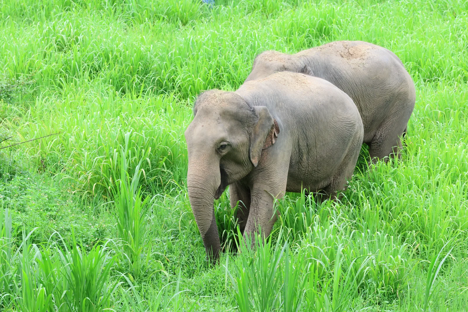 Pair Stroll in Tall Elephant Grass