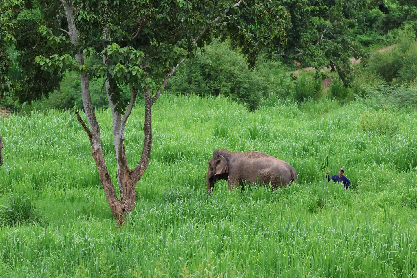 Pang-Boon authentic elephant sanctuary in lush Lampang hills